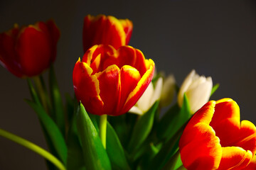 red tulips on a dark background