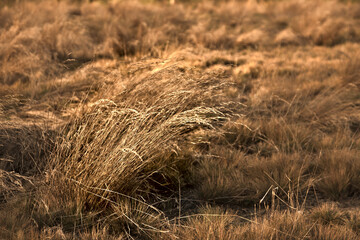 Fototapeta premium dried yellow grass