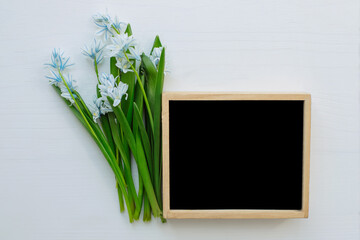 Fresh blue spring flowers Scilla siberica and wooden blackboard empty on a white table. Mockup.