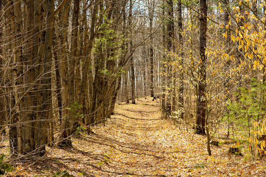 Picture of our journey down a walking path in the fall with the ground covered in leaves and the trees are mostly bare