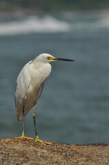 seagull