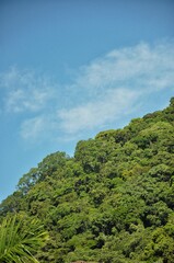 green forest and blue sky