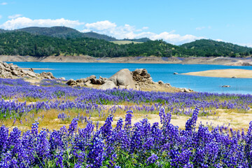 Wildflower lupines super bloom purple fields on the scenic shore of drained Folsom Lake, California. Focus on the lower row of lupines. Blurred background