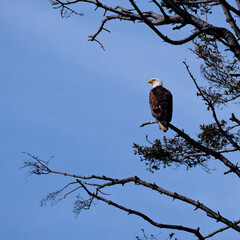 Watchful eye.  Bald headed eagle perched high in tree.