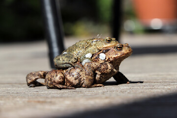zwei Erdkröten (Bufo bufo) bei der Paarung