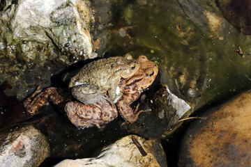 zwei Erdkröten (Bufo bufo) bei der Paarung