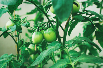 Green tomatoes growing on the tomato plant, fruit inception