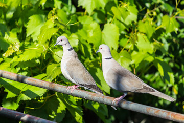 Closeup of doves perched on a metal pole in a garden under the sunlight