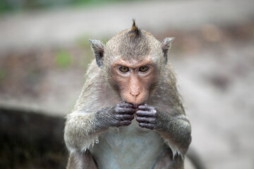 可愛いサル