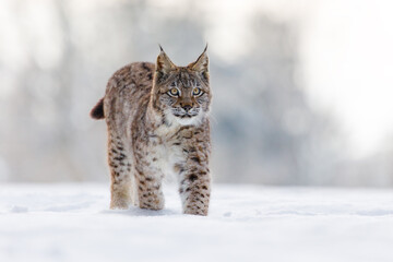 Lynx in winter. Young Eurasian lynx, Lynx lynx, walks on snowy forest meadow. Beautiful wild cat in nature. Animal with spotted orange fur. Beast of prey in frosty day. Habitat Europe, Asia.