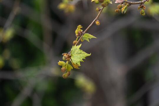 plane tree bud and branches, burgeon, small leaves,