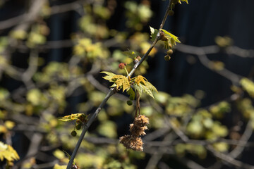 plane tree bud and branches, burgeon, small leaves,