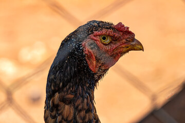 Portrait of a chicken's head seen through the fence of a hen house