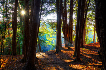Sunlight through the forest in  autumn at National Forest