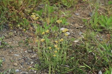 Jersey cudweed. Asteraceae biennialgrass.