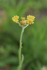 Jersey cudweed. Asteraceae biennialgrass.