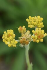 Jersey cudweed. Asteraceae biennialgrass.