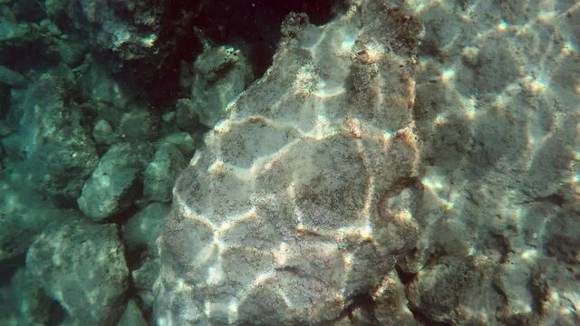 Underwater of a real sea with microscopic animals, planktons and small fishes in natural ecosystem.Include bacteria, archaea, algae, protozoa and drifting or floating animal.Mossy moss coral reef aqua