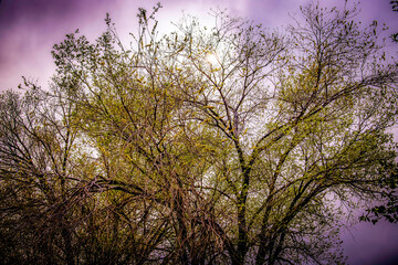 Fototapeta na wymiar Springtime Trees with a Purple Sky