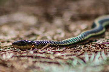 snake in the grass