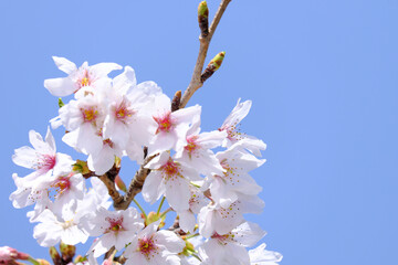 雲一つない空と満開に咲いたソメイヨシノの花