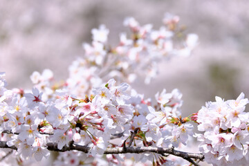 下を流れる桜の花のイメージ素材