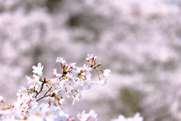 背景をぼかした満開に咲いた桜の花びら