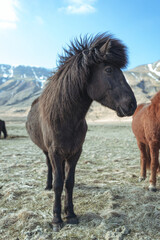 Dark Icelandic horse. 