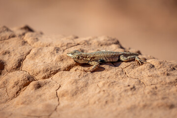 Extreme Close Up of Small Lizard Basking on Red Sandstone Rock