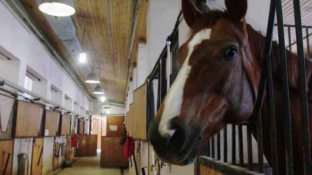 Equestrian - brown horse stands in the stall and turns the muzzle to the camera