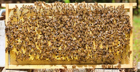Honey bees crawling on a frame of honey comb wax in the brood chamber of the hive.  