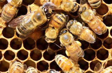 Worker bee with pollen baskets on her legs opposite a drone on a frame of wax honey comb in the brood chamber of a hive.   