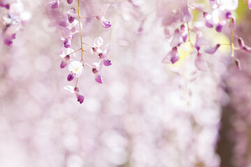 薄紫色を背景に咲く藤の花