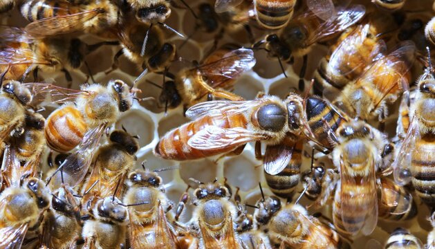 Queen honey bee crawling around a frame of comb in the brood chamber of a hive.
