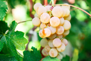 White sweet grape growing in the autumn 