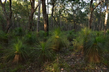 a patch of lush green grass trees growing in dry eucalypt forest