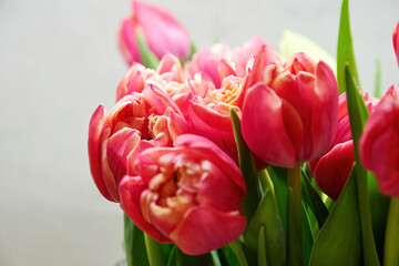 Gentle shiny pink tulips in the crystal vase with green leaves. Colourful flowers and herbs. Women's and mothers day backdrop