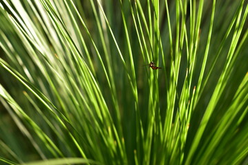 a small black and orange moth resting on a grass tree