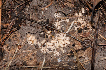 Colony of red ants with cocoon larvae