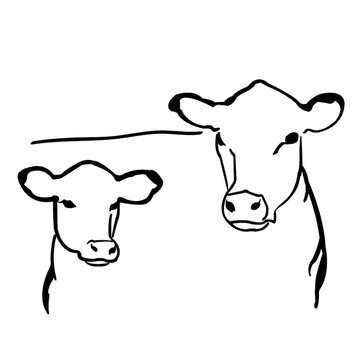 Cow and calf vector illustration