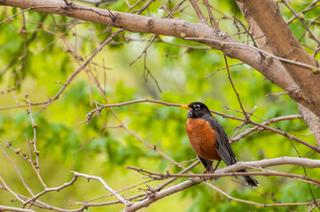 American robin in spectacular spring setting