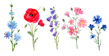 Wild flowers set: chicory, poppy, bluebell, cosmos flower, cornflower. Floral hand drawn watercolor illustration on white background