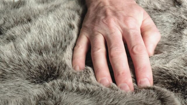 The designer checks the quality of the faux fur, touches and strokes it. Artificial fur is a textile material that imitates natural animal fur. The concept of fashion and animal welfare.