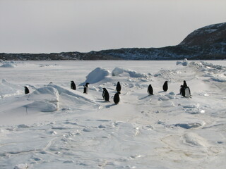 Naklejka premium 海氷上のアデリーペンギン達