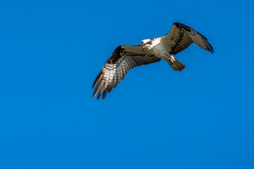 Osprey with wings spread in flight against a blue sky
