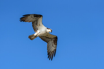 Obraz premium Osprey with wings spread in flight against a blue sky