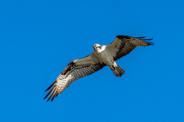 Osprey with wings spread in flight against a blue sky