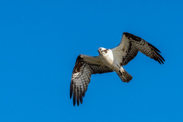 Osprey with wings spread in flight against a blue sky
