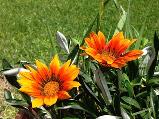 Orange flowers in the garden