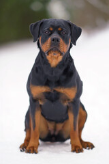 Obedient black and tan Rottweiler dog posing outdoors sitting on a snow in winter